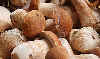 funghi e tartufi
