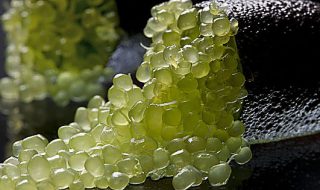 finger lime