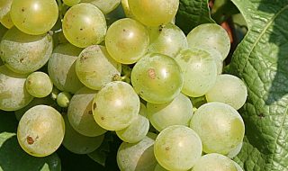 concorso muller thurgau 2017