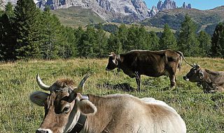 etichetta prodotto di montagna