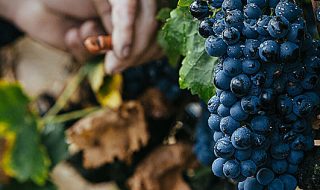 vendemmia 2017 in italia