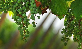 vino franciacorta dati 2017