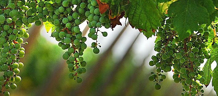 vino franciacorta dati 2017