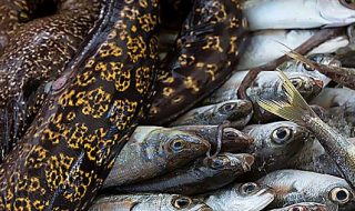 legge 2017 sulla pesca in italia