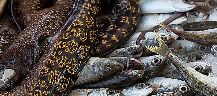 legge 2017 sulla pesca in italia