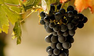 migliori vini delle marche 2018