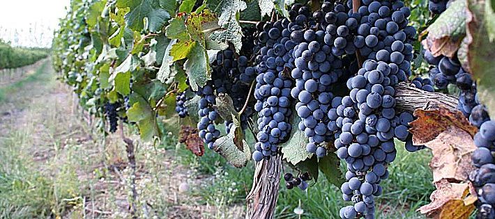 migliori vini della lombardia viniplus 2018
