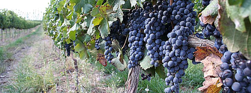 migliori vini della lombardia viniplus 2018