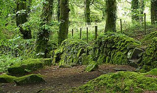 testo unico forestale
