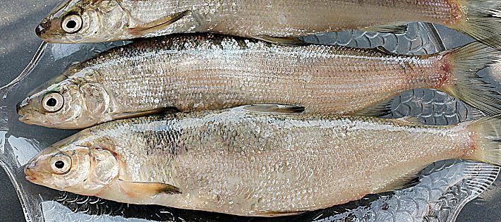 fish & chef 2018 lago garda