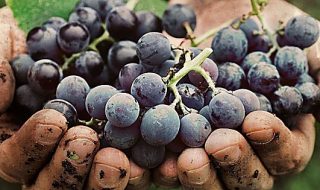 abolizione voucher settore vinicolo
