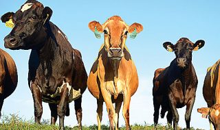 abigeato 2018 dati sui furti di bestiame in italia