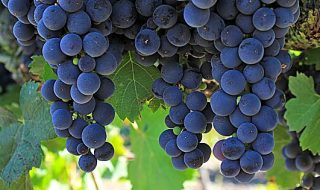 vendemmia 2018 in italia
