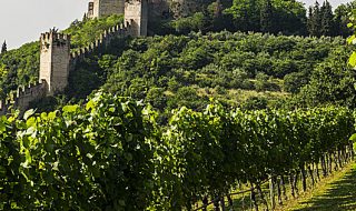 vitigni del soave