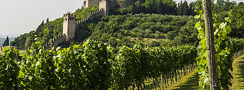 vitigni del soave