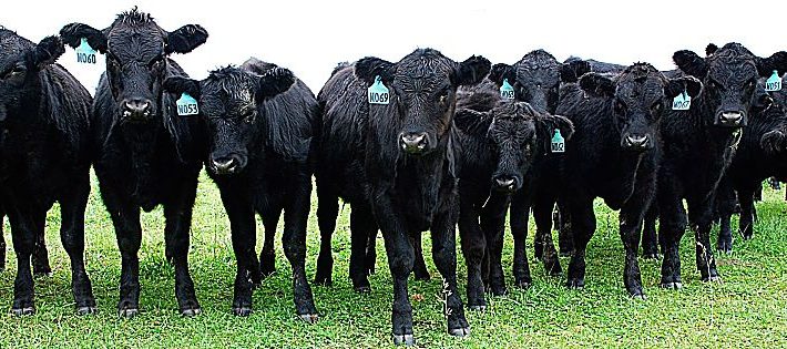 allevamento dei bovini lombardia