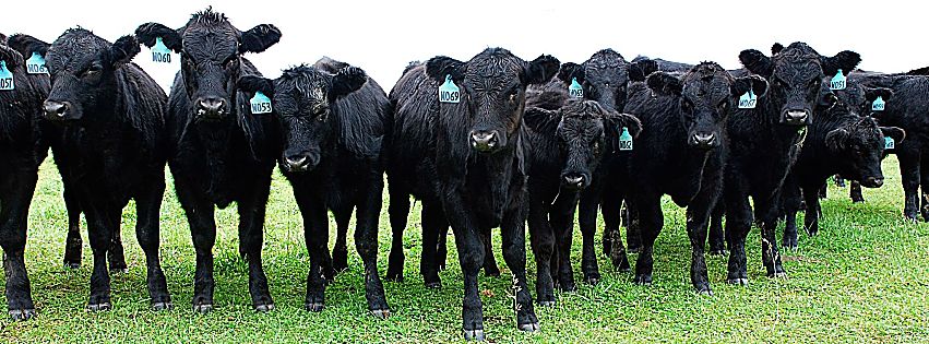 allevamento dei bovini lombardia