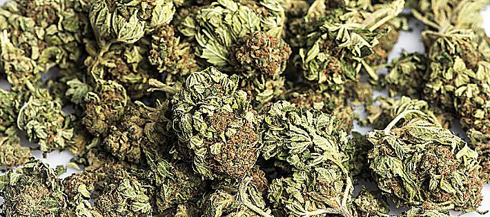 cannabis legale previsioni
