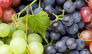 produzione di uva italia