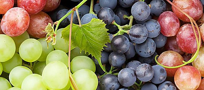 produzione di uva italia
