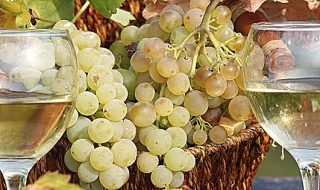 migliori vini marchigiani 2020