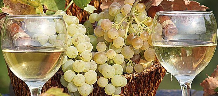 migliori vini marchigiani 2020