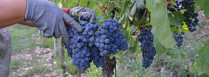 migliori vini veneti 2020