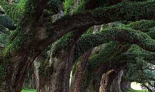 alberi monumentali italiani online