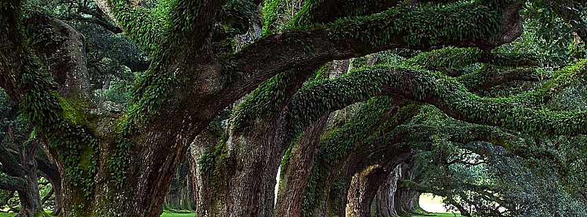 alberi monumentali italiani online