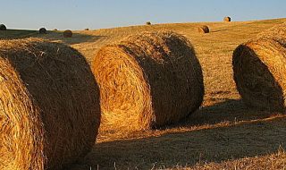 decreto rilancio agricoltura