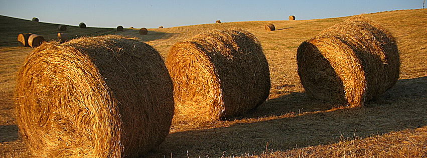 decreto rilancio agricoltura