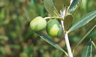 olivemap banca dati olivicoltura