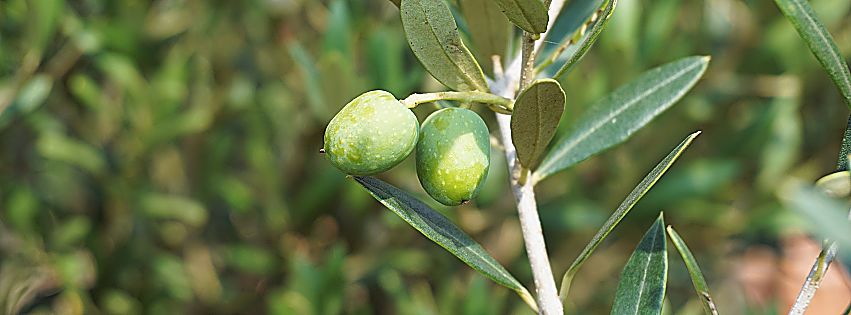 olivemap banca dati olivicoltura