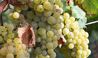 campagna vinicola 2020-2021 vademecum