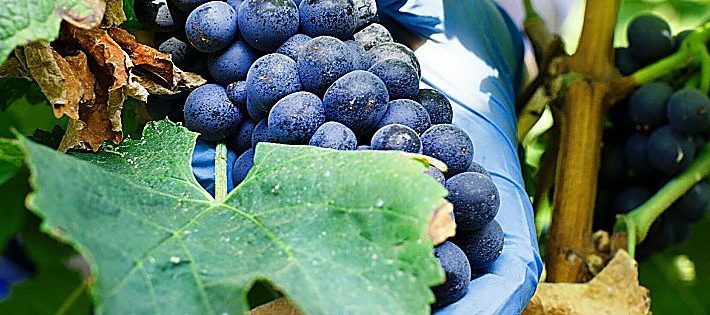 vendemmia 2020 in italia
