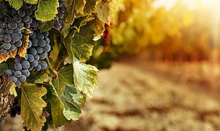 migliori vini siciliani 2021
