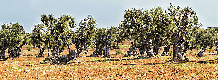 rigenerazione olivicola della puglia