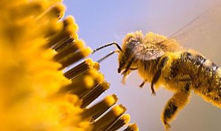 api e pesticidi lombardia