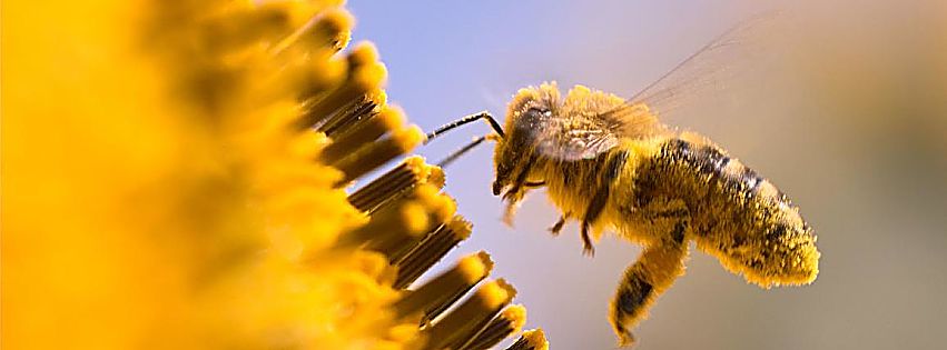 api e pesticidi lombardia