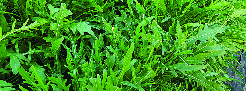 rucola della piana del sele igp