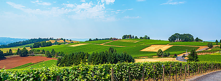 champagne bollinger ponzi vineyards