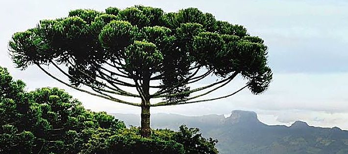 alberi monumentali italiani censimento 2021