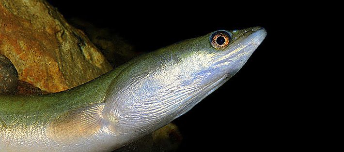 anguilla tutelare la specie