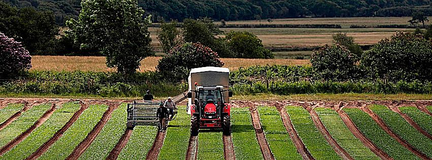 dl sostegni bis agroalimentare