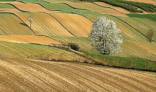 gestione del rischio in agricoltura ismea 2021