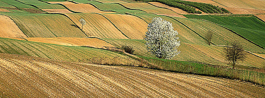 gestione del rischio in agricoltura ismea 2021