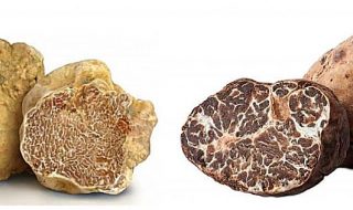 truffle market app tartufi