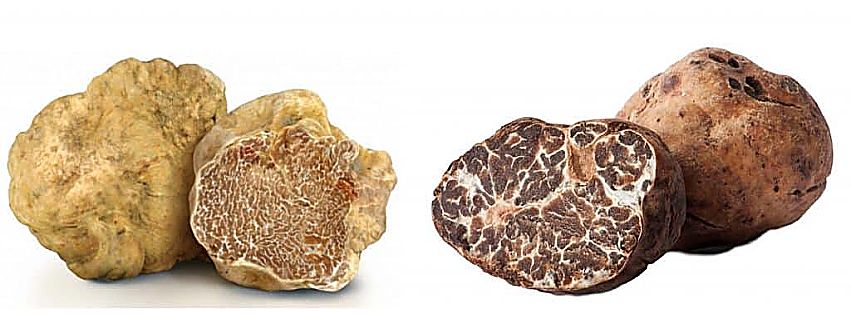 truffle market app tartufi