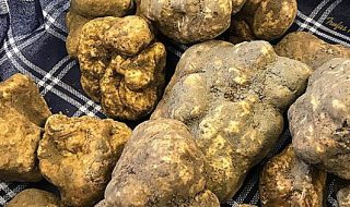 fiera del tartufo bianco 2021 alba