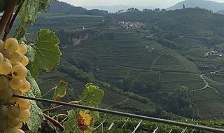 Migliori Müller Thurgau 2021